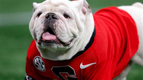 The Legacy of the Pop Uga Mascot: How Uga's Presence Inspires Future Georgia Bulldogs